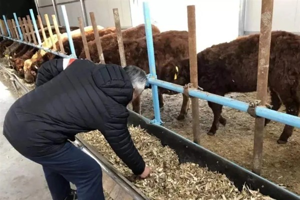 牛的寿命,通常为20-30年左右