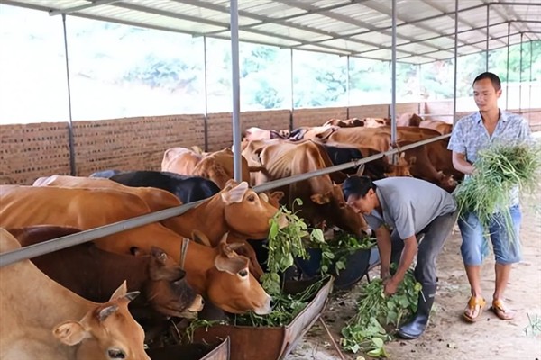 牛的寿命,通常为20-30年左右