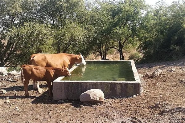 牛的寿命,通常为20-30年左右