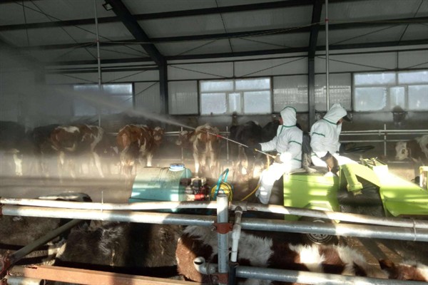 牛的寿命,通常为20-30年左右