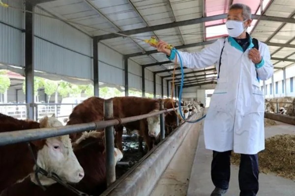 牛的寿命,通常为20-30年左右