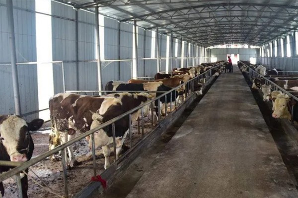 牛的寿命,通常为20-30年左右