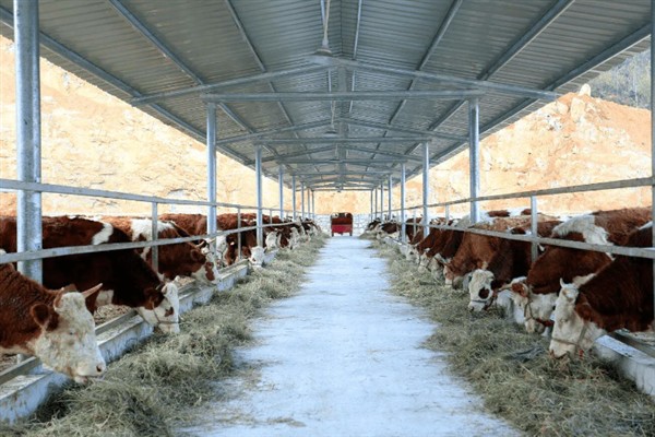 牛的寿命,通常为20-30年左右