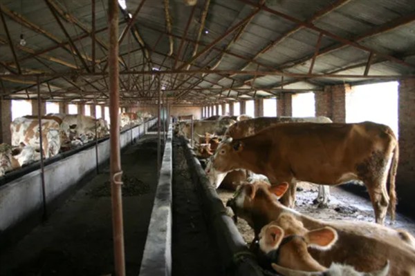 牛的寿命,通常为20-30年左右