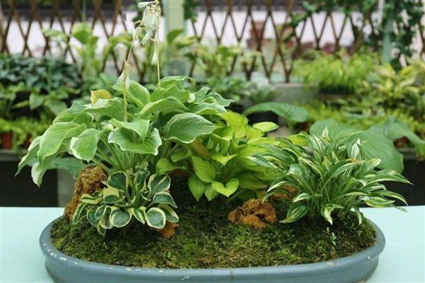 玉簪花的养护技巧，追施肥以氮肥为主