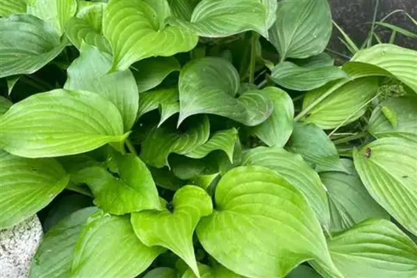 玉簪花的养护技巧，追施肥以氮肥为主
