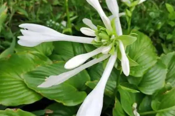 玉簪花的养护技巧，追施肥以氮肥为主