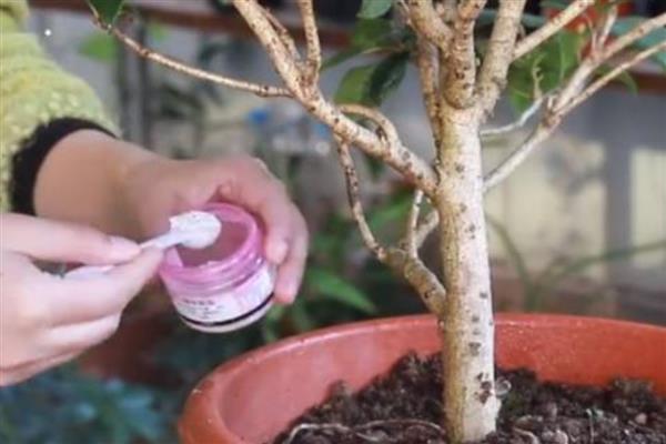 桂花一直不开花怎么解决，需科学浇水并补充施肥