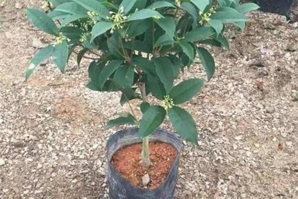 桂花一直不开花怎么解决，需科学浇水并补充施肥