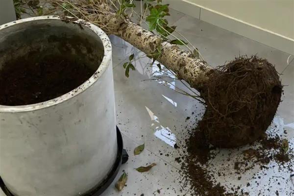 桂花一直不开花怎么解决，需科学浇水并补充施肥