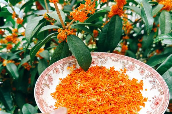 桂花一直不开花怎么解决，需科学浇水并补充施肥