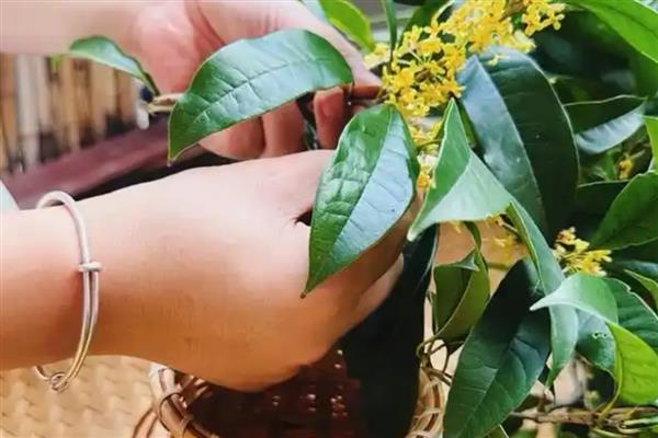 桂花一直不开花怎么解决，需科学浇水并补充施肥