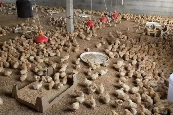 小鸡的饲养要点，根据当前日龄调整温度