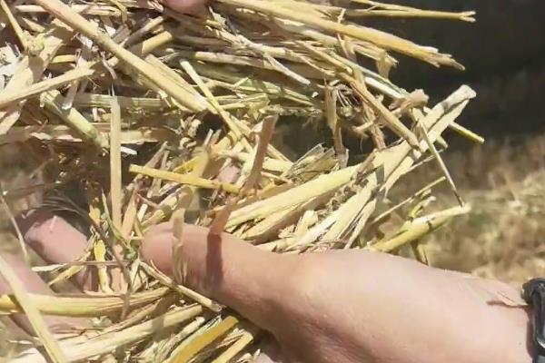 一亩小麦能有多少秸秆,要根据粮食的产量而定