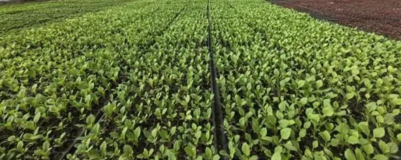 苗圃早春要预防什么，注意防治冻害、湿害、病害和肥害