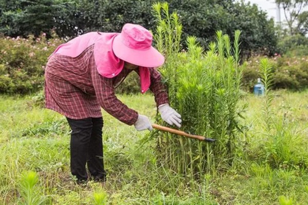 苗圃早春要预防什么，注意防治冻害、湿害、病害和肥害