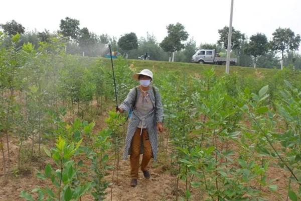苗圃早春要预防什么，注意防治冻害、湿害、病害和肥害