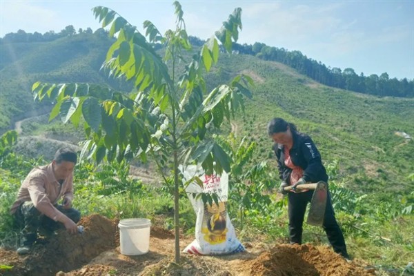苗圃早春要预防什么，注意防治冻害、湿害、病害和肥害