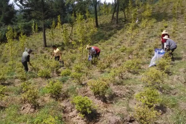 苗圃早春要预防什么，注意防治冻害、湿害、病害和肥害