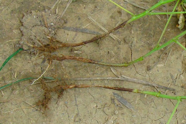 苗圃早春要预防什么，注意防治冻害、湿害、病害和肥害