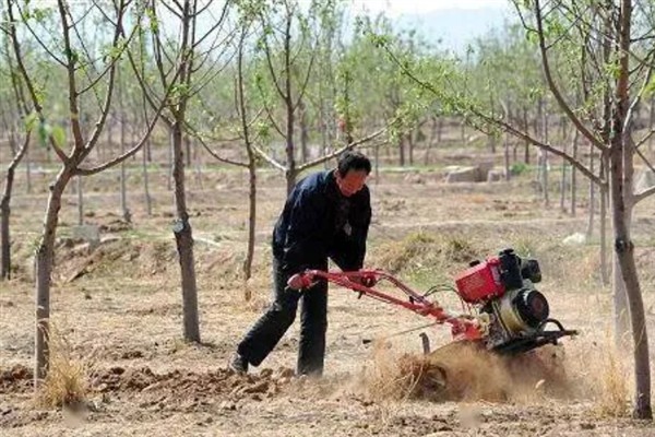 苗圃早春要预防什么，注意防治冻害、湿害、病害和肥害