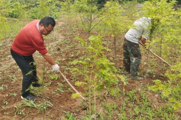 苗圃早春要预防什么，注意防治冻害、湿害、病害和肥害