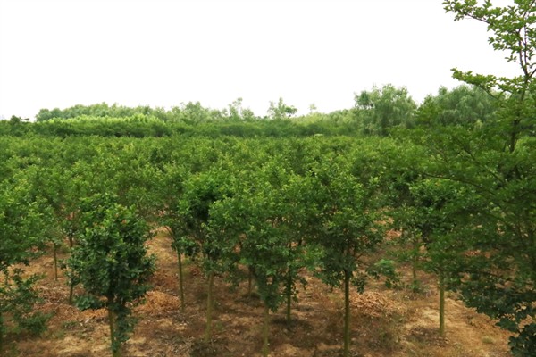 苗圃早春要预防什么，注意防治冻害、湿害、病害和肥害