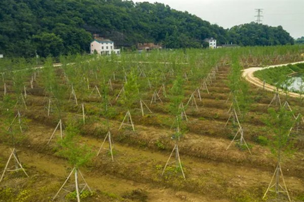 苗圃早春要预防什么，注意防治冻害、湿害、病害和肥害
