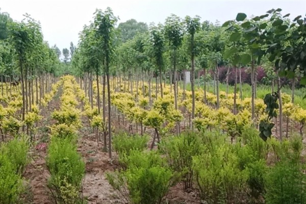 苗圃早春要预防什么，注意防治冻害、湿害、病害和肥害