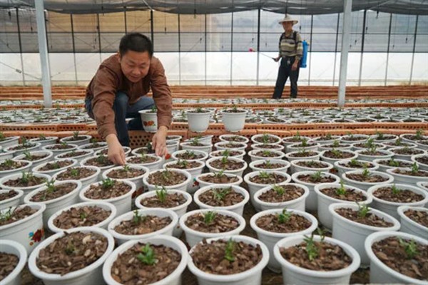 铁皮石斛的施肥方法，种植1-2周后追施促根肥
