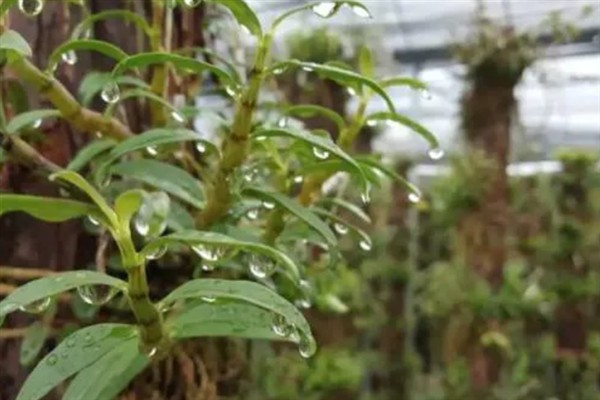 铁皮石斛的施肥方法，种植1-2周后追施促根肥