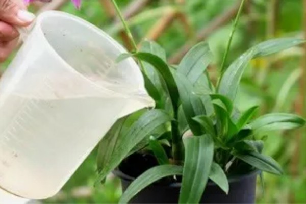 铁皮石斛的施肥方法，种植1-2周后追施促根肥