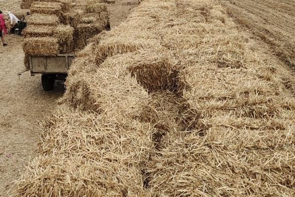 一亩小麦能有多少秸秆,要根据粮食的产量而定