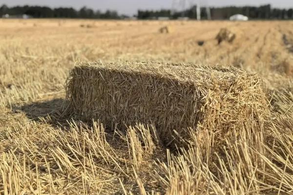 一亩小麦能有多少秸秆,要根据粮食的产量而定