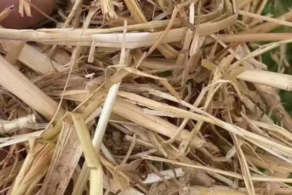 一亩小麦能有多少秸秆,要根据粮食的产量而定