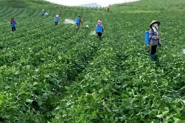 绿豆怎么种植，拌种后进行穴播