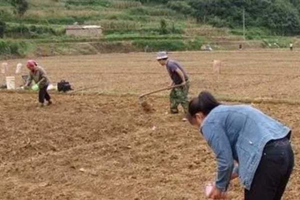 绿豆怎么种植，拌种后进行穴播