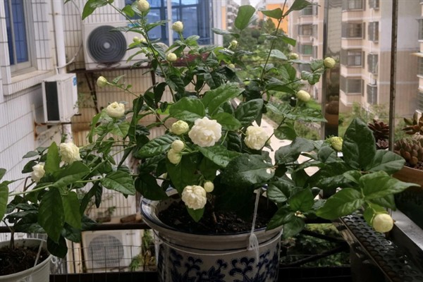 虎头茉莉怎么养殖，生长期间每隔半个月追施一次复合肥