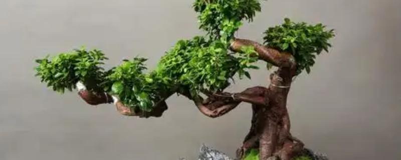 榕树怎么养殖，每个月追施一次经过稀释的饼肥水