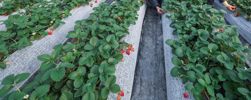 四季草莓怎么种植，每年需追肥4-6次