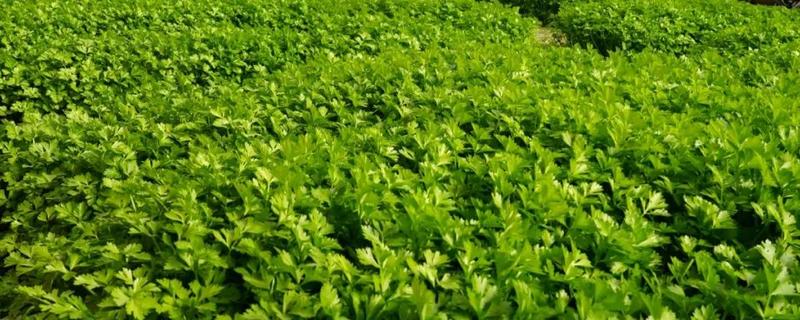 11月份冷棚可以种芹菜吗，11月份冷棚能种芹菜