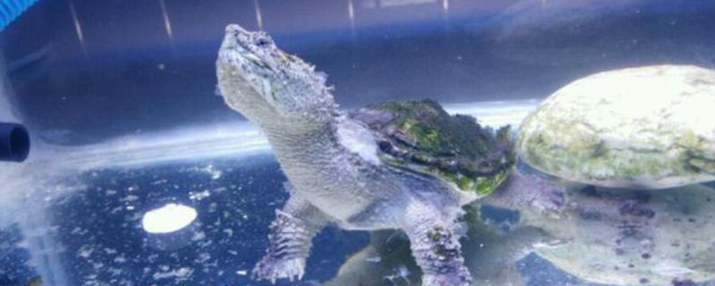 鳄龟精神不佳不吃东西的原因，可能是生病了或水温太低所致