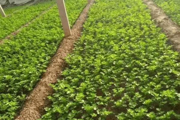 11月份冷棚可以种芹菜吗，11月份冷棚能种芹菜