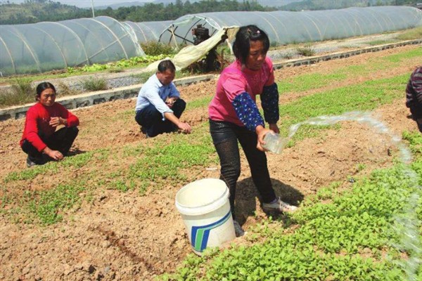 11月份冷棚可以种芹菜吗，11月份冷棚能种芹菜