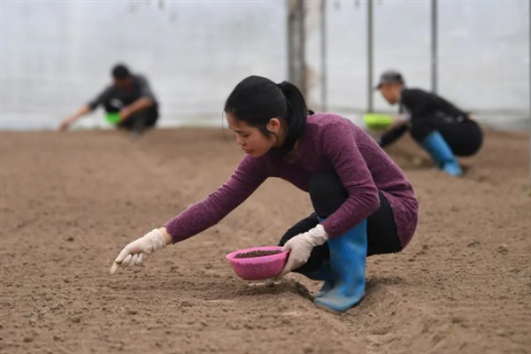 11月份冷棚可以种芹菜吗，11月份冷棚能种芹菜