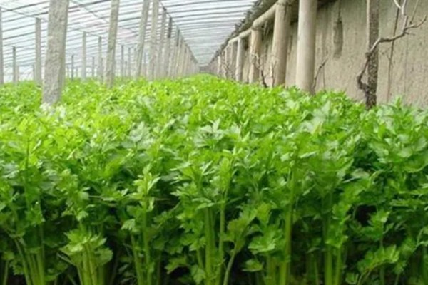 11月份冷棚可以种芹菜吗，11月份冷棚能种芹菜