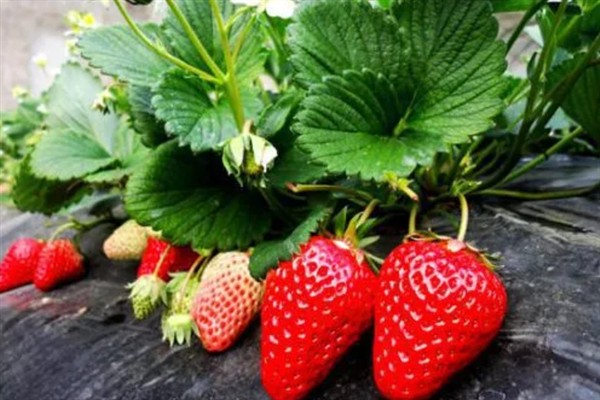 四季草莓怎么种植，每年需追肥4-6次