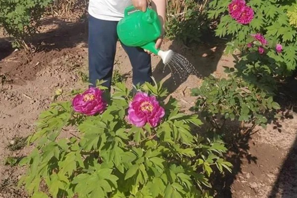 怎么养牡丹花，选择偏中性的土壤为佳
