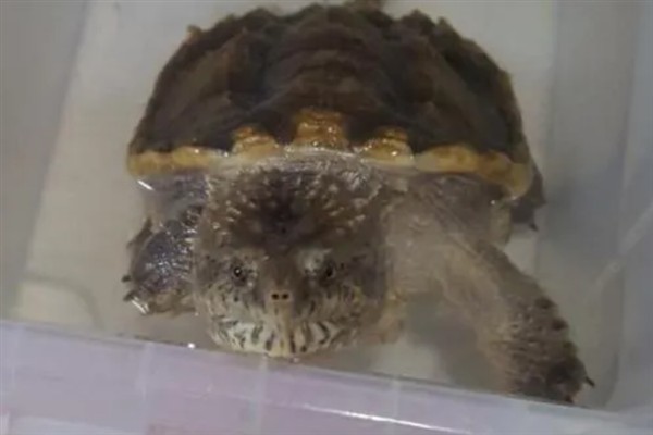 鳄龟精神不佳不吃东西的原因,可能是生病了或水温太低所致