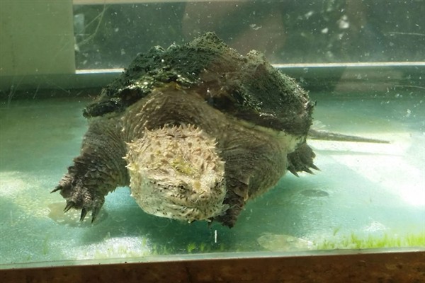 鳄龟精神不佳不吃东西的原因,可能是生病了或水温太低所致